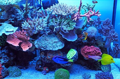 The interesting life of corals