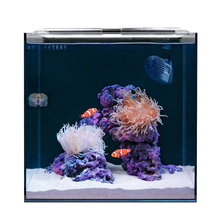Clownfish & Anemone Aquarium Kit