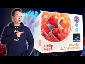 Clownfish & Anemone Aquarium Kit